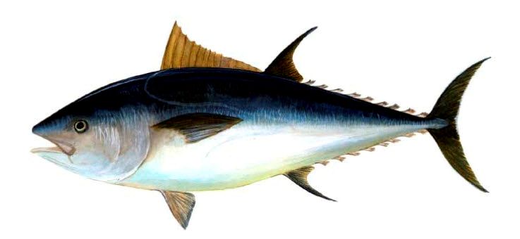 Thunnus thynnus_02.jpg
